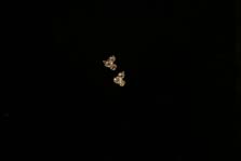 Earrings - Click for details
